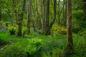 Forêt à Luss
